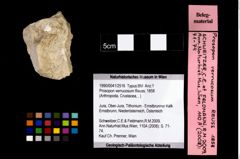 Foto (Objekt + Etikett) von Prosopon verrucosum (Reuss, 1858)  (NHMW-GEO-1990-0041-2516)